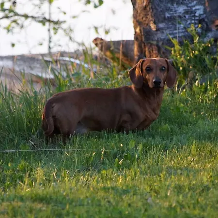 Silfvastas Homes Hébergement de vacances Lapinjärvi